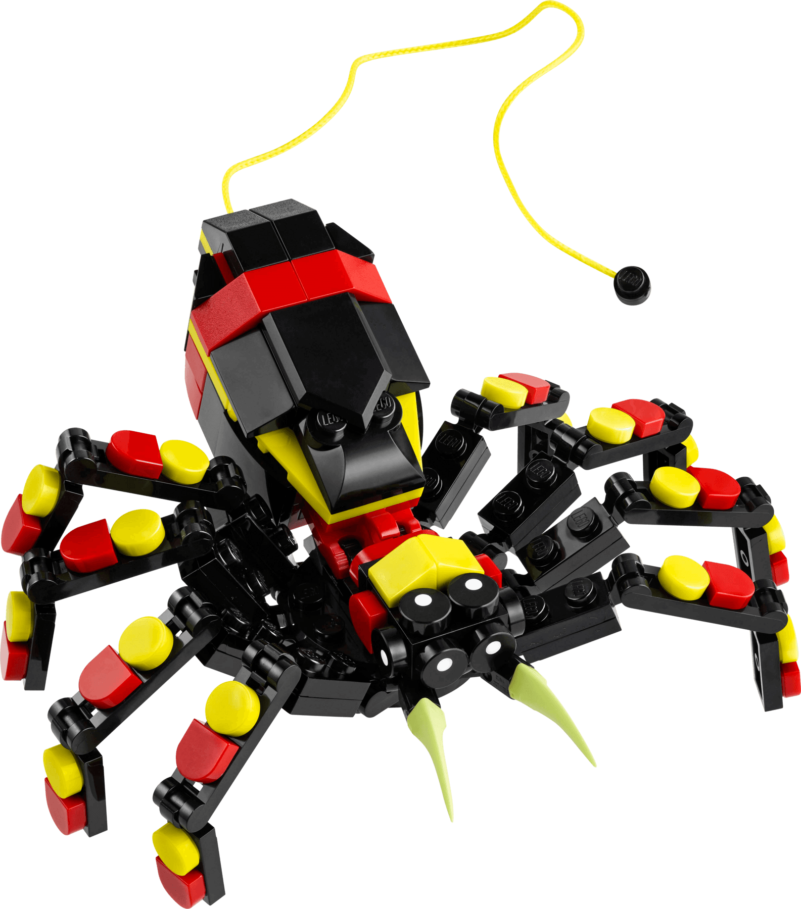 Wild Animals: Surprising Spider